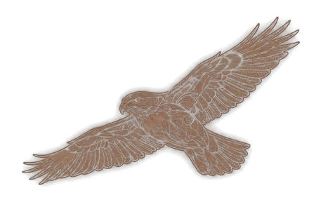 Hawk
